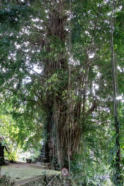 Tiro Vertical Uma Grande Árvore Velha Estacionamento Proibindo Sinal Bali — Fotografia de Stock