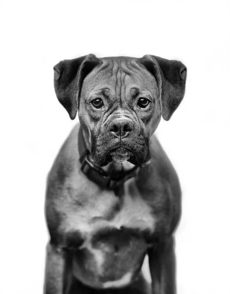 Egy Függőleges Szürkeárnyalatú Felvétel Egy Szuperkomoly Boxer Kutyáról — Stock Fotó
