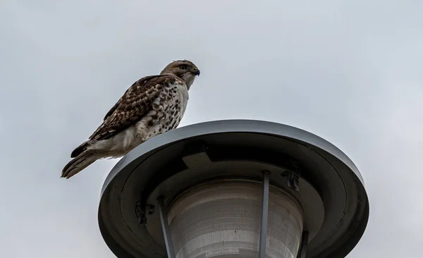 Ângulo Baixo Closeup Buzzard Comum Empoleirado Poste Lâmpada — Fotografia de Stock