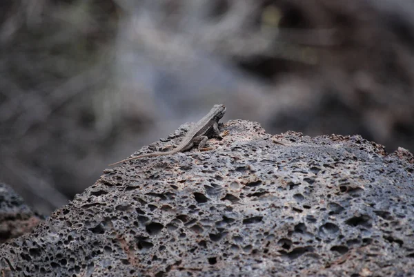 Selektive Fokusaufnahme Einer Schwarzen Eidechse Auf Einem Felsen — Stockfoto