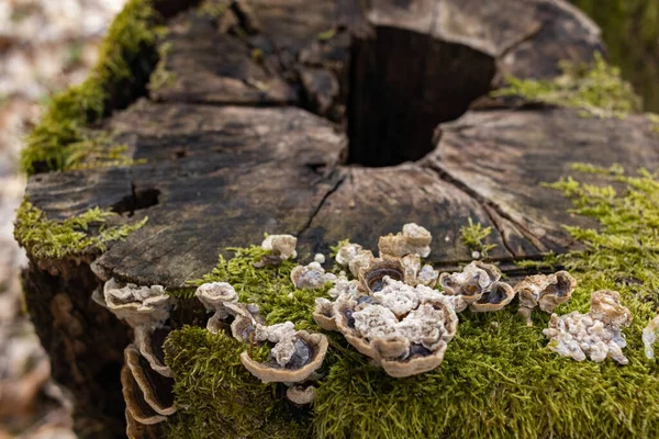 緑の苔を持つ木の幹のクローズアップショット — ストック写真