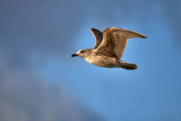 Ett Selektivt Fokus Skott Fågel Mås Flyger Den Blå Himlen — Stockfoto