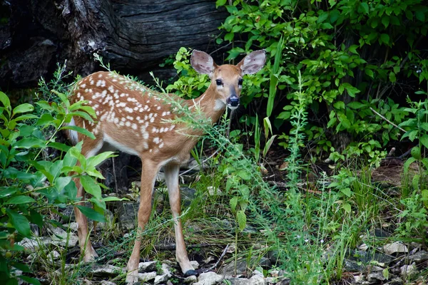 Spotted Fallow Deer Standing Green Plants Forest — Stock Photo, Image