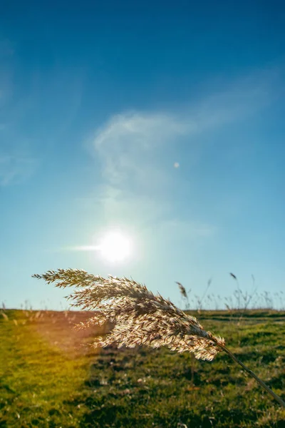 一片草地上的青草 闪烁着灿烂的阳光 — 图库照片