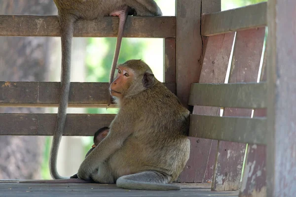 Langschwanzmakaken Sind Südostasien Beheimatete Affen Der Alten Welt Und Kommen — Stockfoto