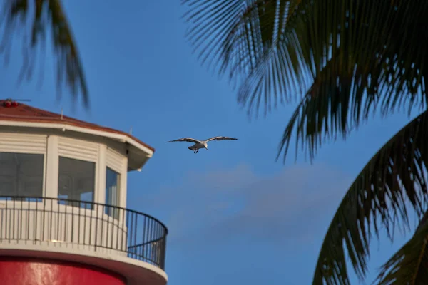 ビーチハウスとヤシの木を通して青い空を飛ぶカモメの選択的フォーカスショット — ストック写真