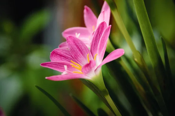 Nahaufnahme Einer Rosa Regenlilie Oder Zephyranthes Grandiflora Voller Blüte — Stockfoto