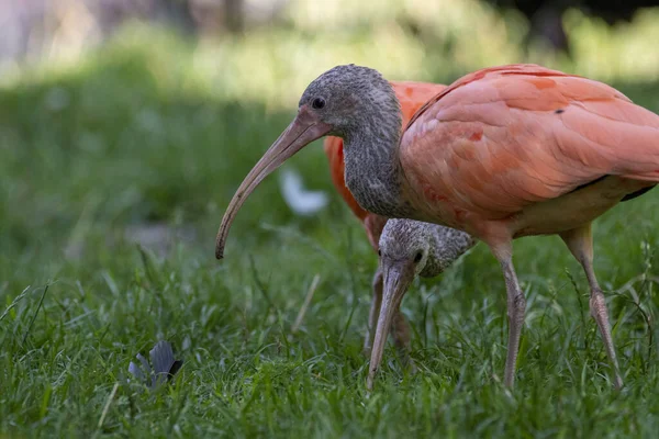 Uma Foto Close Pássaros Ibis Vermelhos — Fotografia de Stock