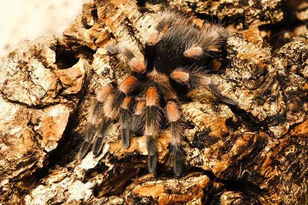 Tiro Close Tarântula Joelho Vermelho Mexicano Brachypelma Smithi — Fotografia de Stock