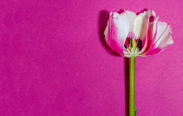 Eine Nahaufnahme Einer Tulpenblume Auf Rosa Hintergrund Mit Kopierraum — Stockfoto