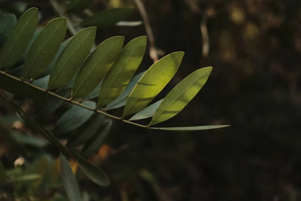 ハニーイナゴの葉のクローズアップショット — ストック写真