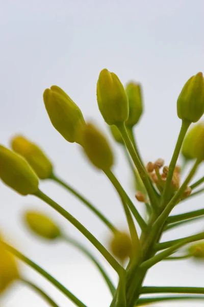 Close Vertical Flores Amarelas Contra Fundo Céu Claro — Fotografia de Stock