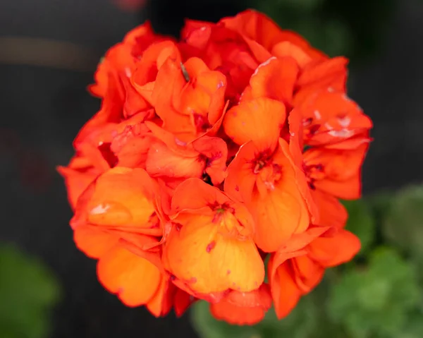 Een Close Shot Van Een Orange Zonal Geranium Bloem — Stockfoto