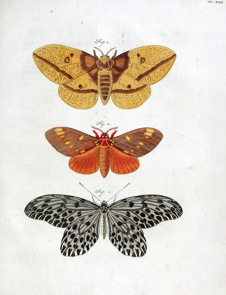 Pillangók Évjárat Illusztrációja Biológia Irodalomban — Stock Fotó