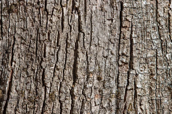 昼間にオークの木の樹皮のクローズアップショット — ストック写真