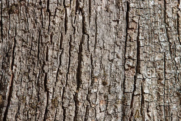 Detailní Záběr Dubovou Kůru Denního Světla — Stock fotografie