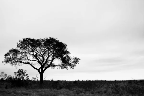 Луг Зростаючими Деревами Тлі Хмарного Неба — стокове фото