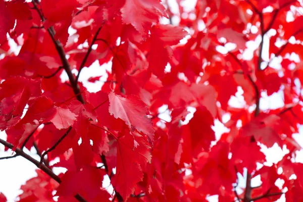 Czerwony Jesień Liście Drzewie — Zdjęcie stockowe