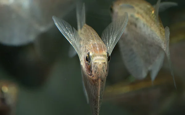 Het Vooraanzicht Van Een Gewone Zeeduivel Een Aquarium — Stockfoto