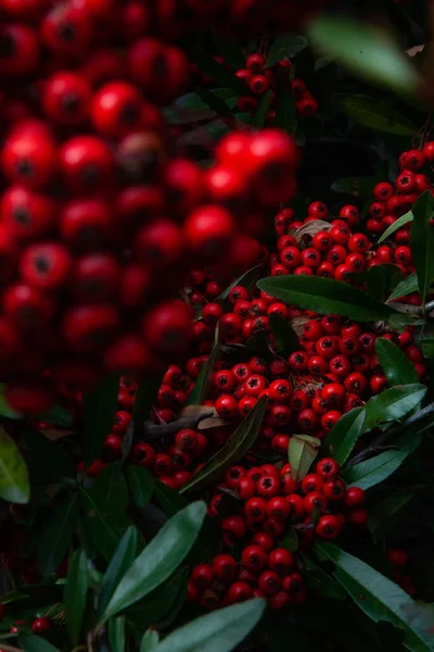 Eine Vertikale Aufnahme Der Roten Beeren Eines Scharlachroten Feuerdorns Garten — Stockfoto