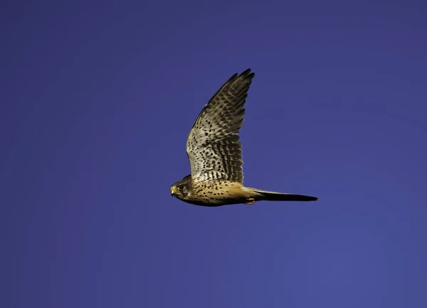 Прекрасний Знімок Птаха Летить Блакитному Небі — стокове фото