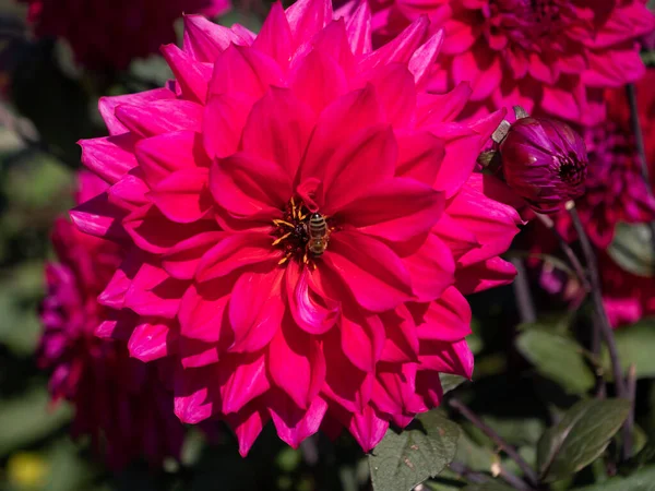 Zbliżenie Ujęcie Różowego Dahlia Pinnata Kwiat Nad Tłem Krzaka — Zdjęcie stockowe
