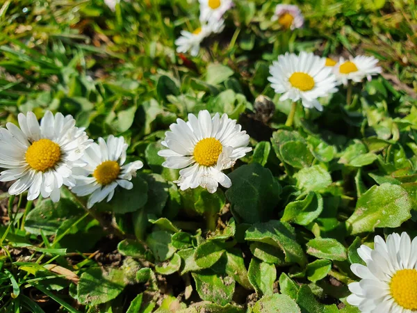 Flor Margarita Prado Verde —  Fotos de Stock