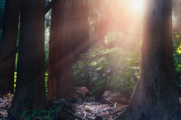 Malowniczy Widok Promieni Słonecznych Świecących Przez Drzewa Lesie — Zdjęcie stockowe