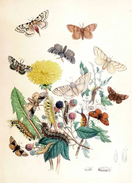 Μια Vintage Απεικόνιση Πεταλούδων Για Μια Βιβλιογραφία Βιολογίας — Φωτογραφία Αρχείου