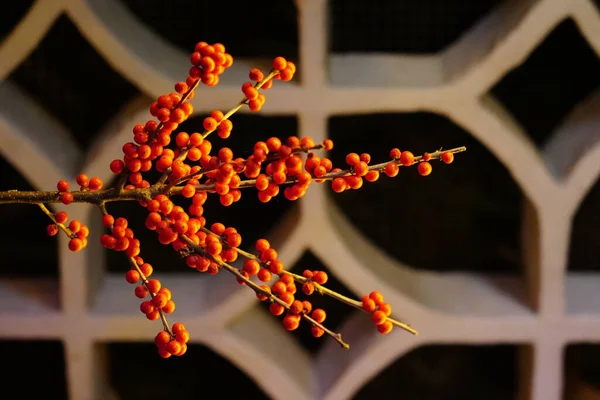 Close Shot Common Holly Grown Garden Spring — Stock Photo, Image