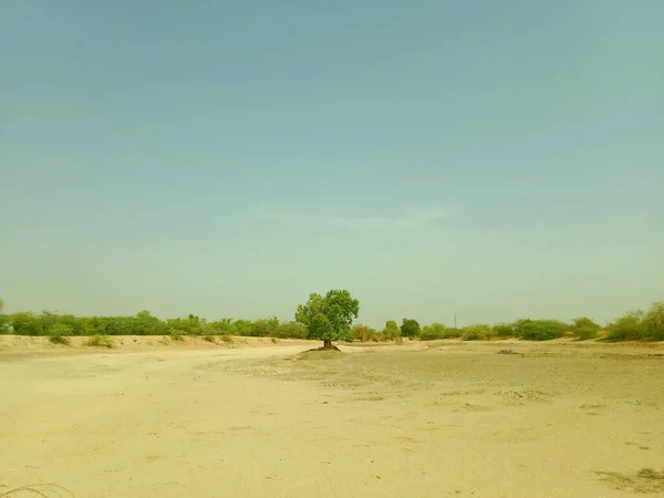 Schöne Aufnahme Eines Baumes Der Wüste Einem Sonnigen Tag — Stockfoto