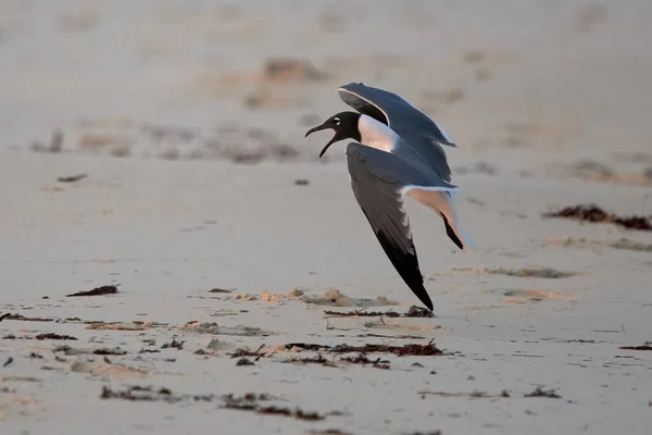 Nahaufnahme Eines Schwarz Weißen Möwenvogels Strand — Stockfoto