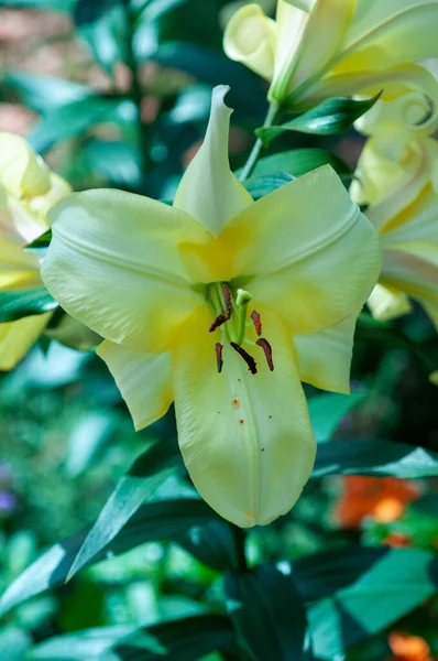 Close Yellow Lily Flower — Stock fotografie