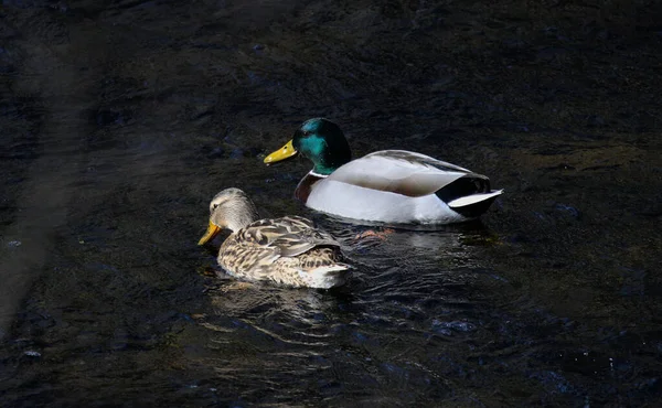 Eine Nahaufnahme Von Wasser Schwimmenden Enten — Stockfoto