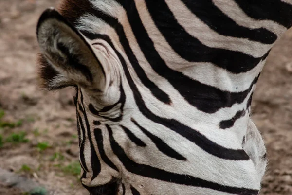 Close Dos Detalhes Linhas Pretas Cabeça Zebra Selvagem Enquanto Come — Fotografia de Stock
