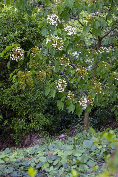 庭で成長している高齢者のバラ ビブラムオプス の垂直ショット — ストック写真