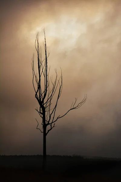 Suchý Holý Strom Proti Zamračené Obloze Západu Slunce — Stock fotografie
