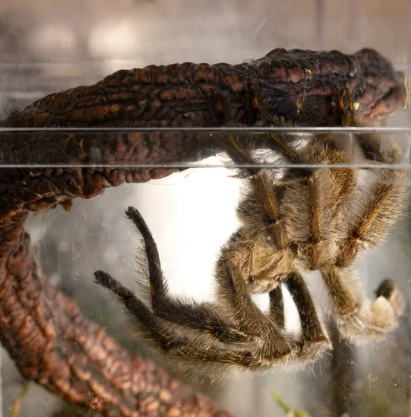 Stor Spider Tarantula Träbit — Stockfoto