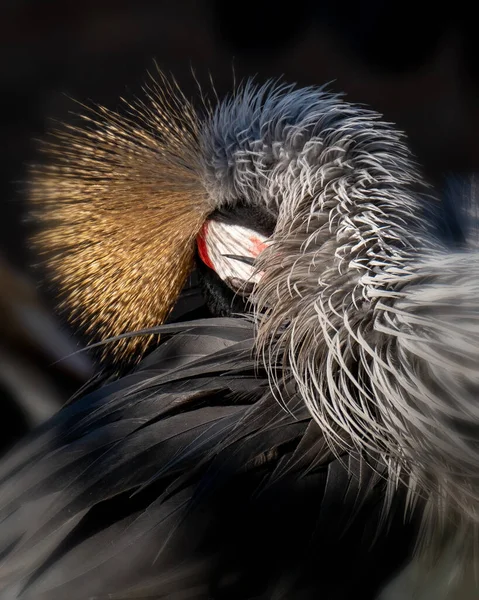 Vertikální Záběr Ptáka Východní Koruny Půvabné Póze — Stock fotografie