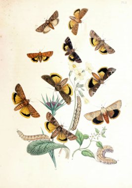 Biyoloji edebiyatı için klasik bir kelebek çizimi.