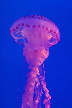 Mavi denizdeki güzel pembe bir denizanasının dikey yakın çekimi. Chrysaora pacifica.