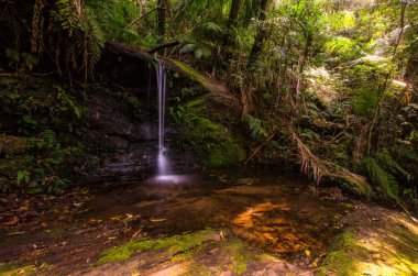 Ormanda küçük güzel bir şelale.