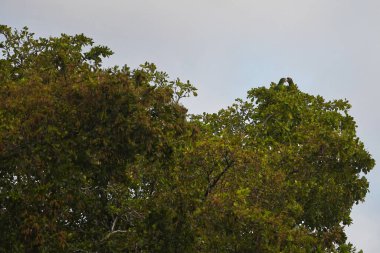 Büyük yeşil bir ağaçta birbirine dik dik bakan iki muhabbet kuşunun etkileyici görüntüsü.