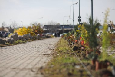 Yeni ekilmiş bitki ve ağaçlarla bahçenin patikasının seçici odak noktası.