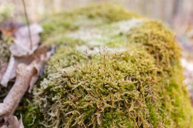 Ormandaki yosunlu bir ağaç kütüğüne yakın çekim. Kırsal bölge
