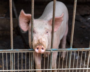 Metal çitin arkasında kameraya bakan büyük beyaz bir domuzun yakın plan fotoğrafı.