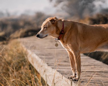 Şirin, kahverengi Afrikalı bir köpeğin sığ odağı.