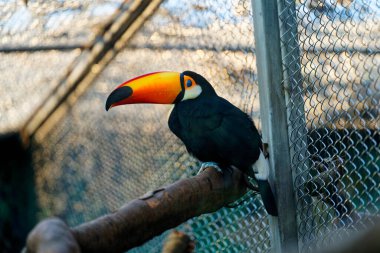 Bir dalda bir Toucan 'ın yakın çekimi.