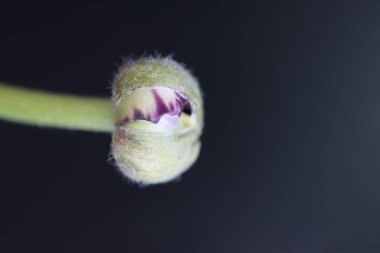 Beyaz mor desenli, küçük bir düğün çiçeği veya Ranunculus 'un dikey görüntüsü siyah bir arkaplanda izole edilmiş.