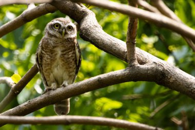 Ağaçtaki benekli baykuşun yakın çekimi. Athene brama.